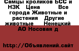 Самцы кроликов БСС и НЗК › Цена ­ 400 - Все города Животные и растения » Другие животные   . Ненецкий АО,Носовая д.